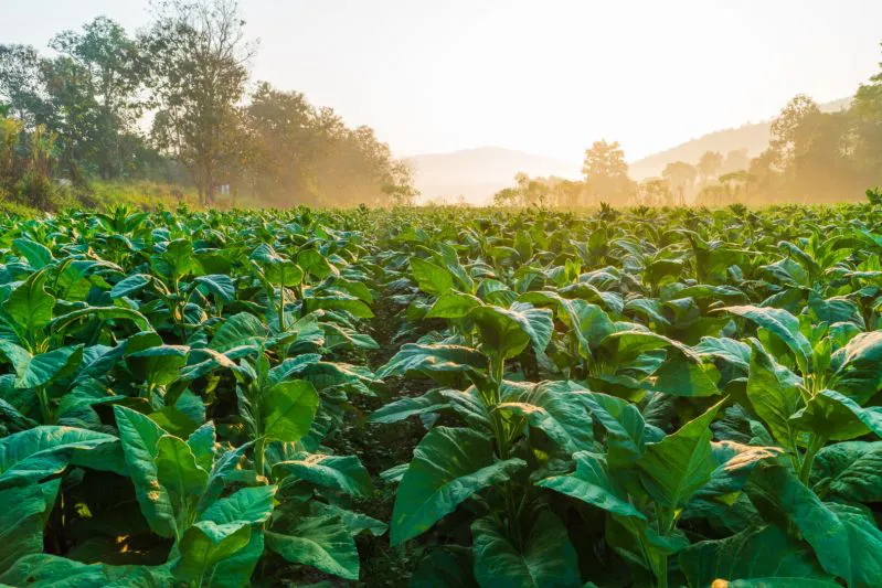 Agricultores investem em motores elétricos Hercules